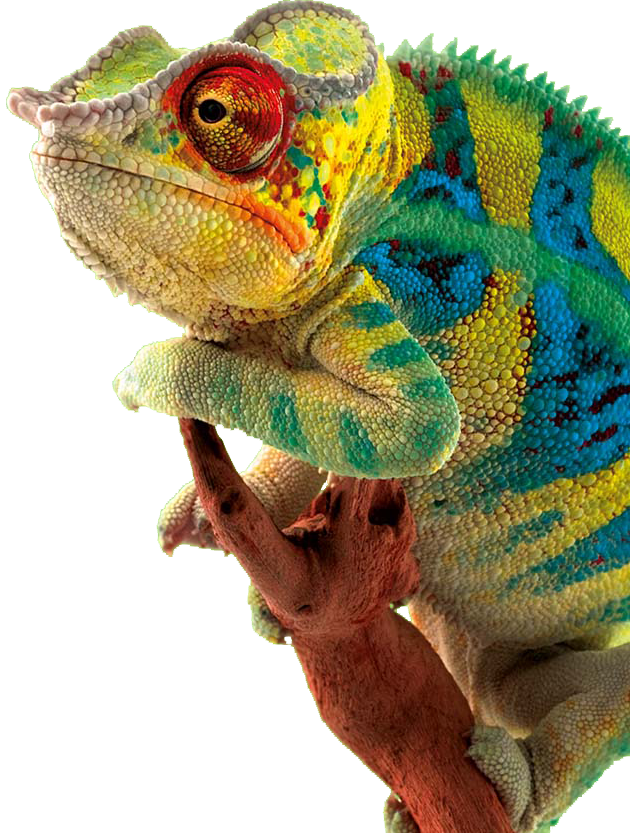 big science chameleon