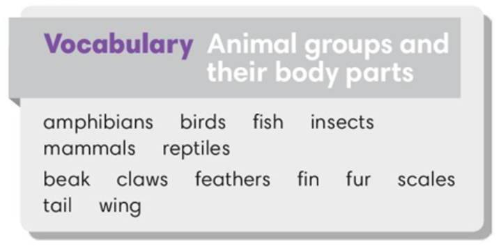 vocabulary animal groups